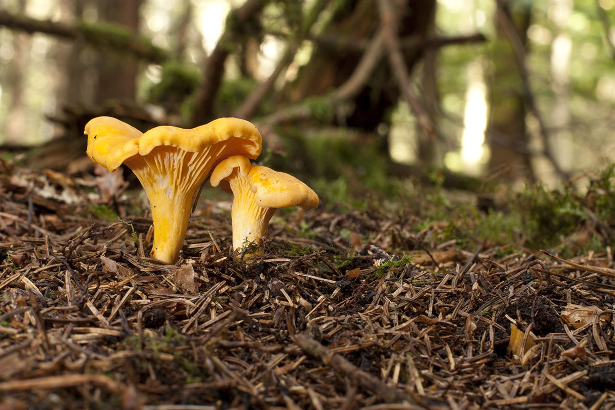 easiest-mushrooms-to-forage-in-november