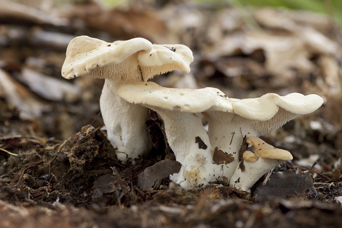 easiest-mushrooms-to-forage-in-november