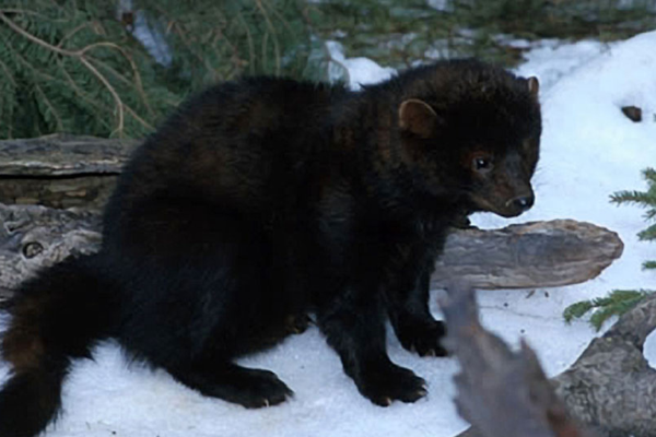 fisher or fisher cat animal