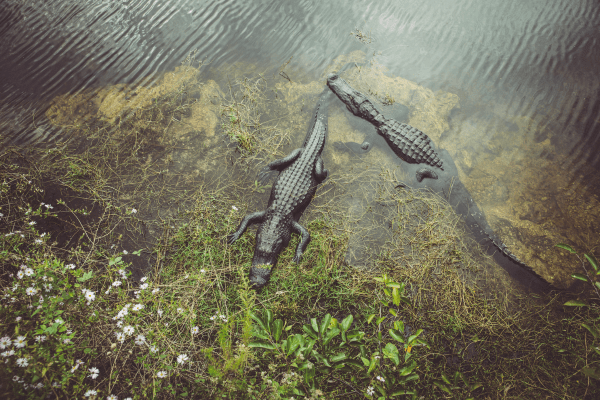 alligators everglades