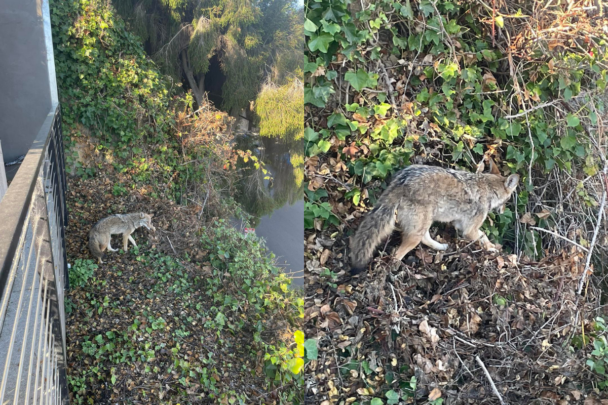 coyotes in cities