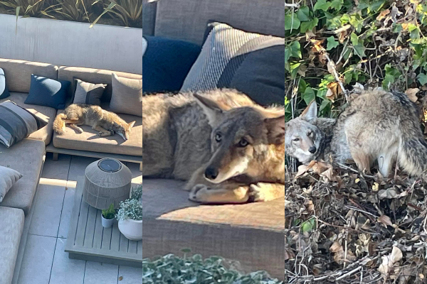 coyotes living with humans