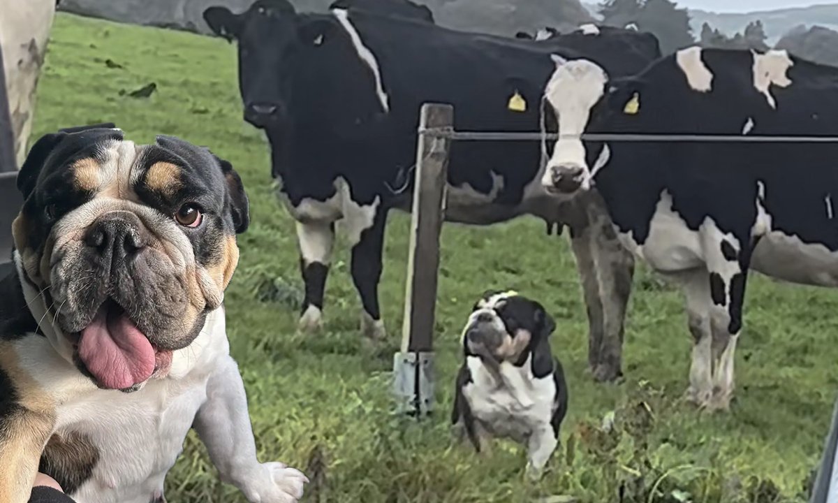We can't stop giggling from this bulldog that thinks it's a cow