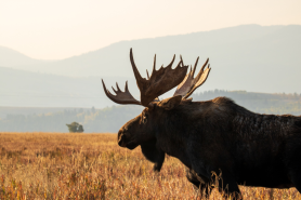 photographer moose