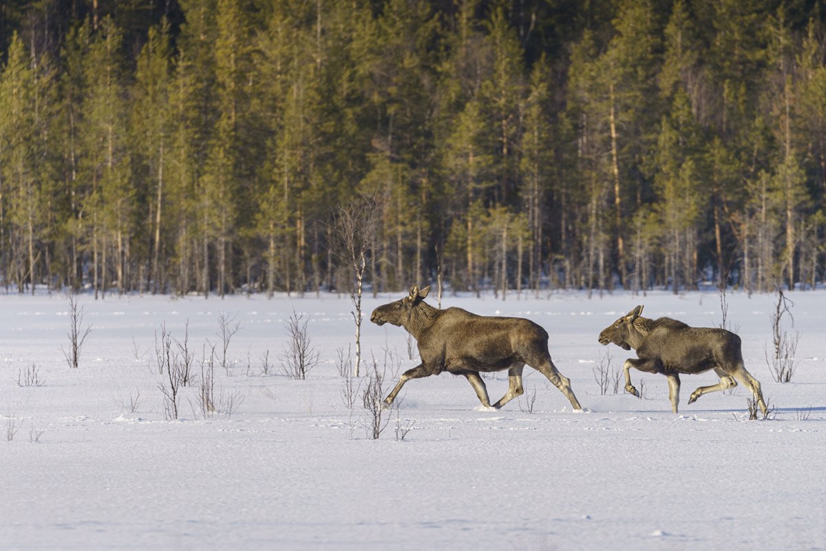 moose-myths-busted-by-expert