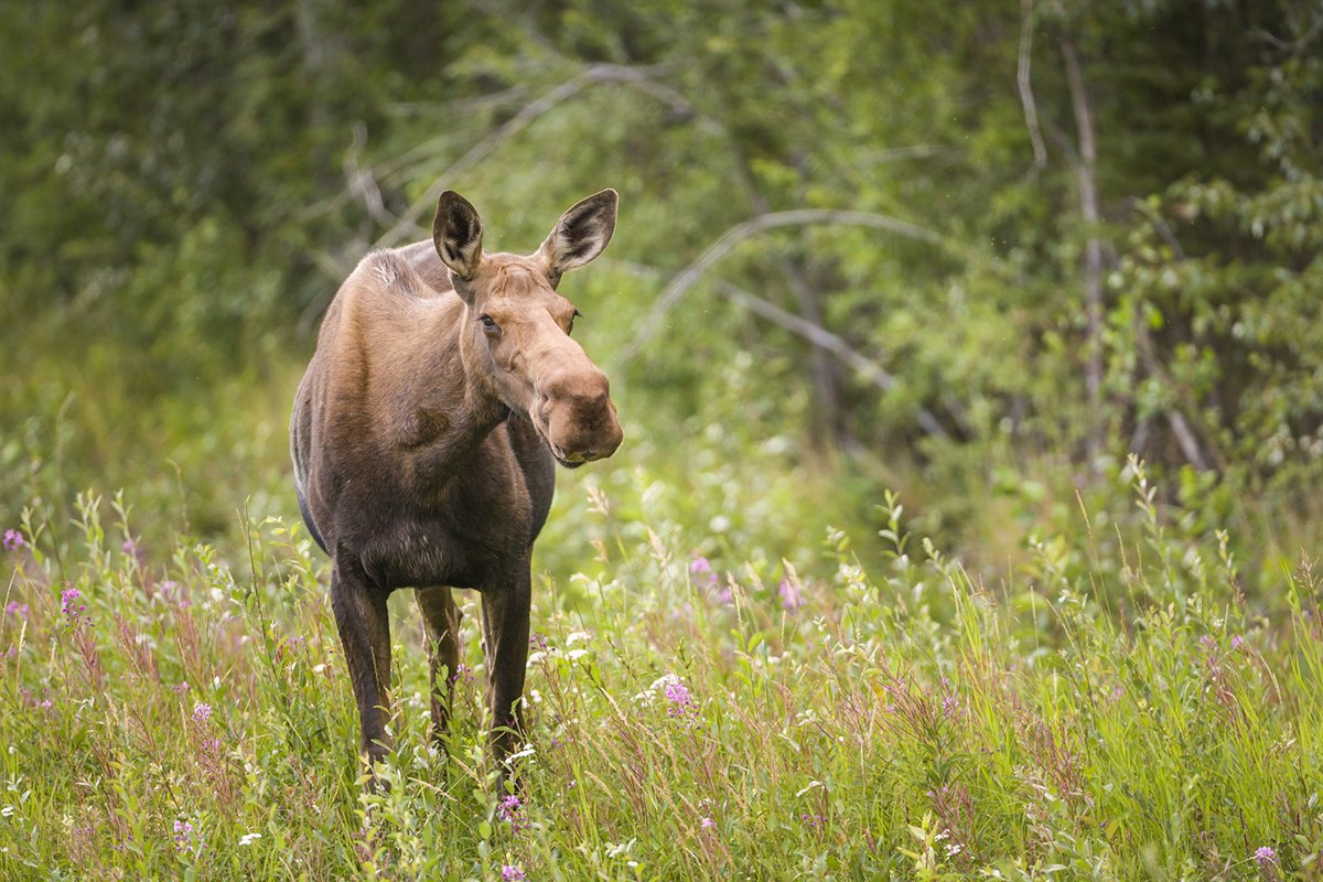 moose-myths-busted-by-expert