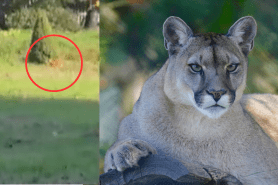 cat vs. mountain lion