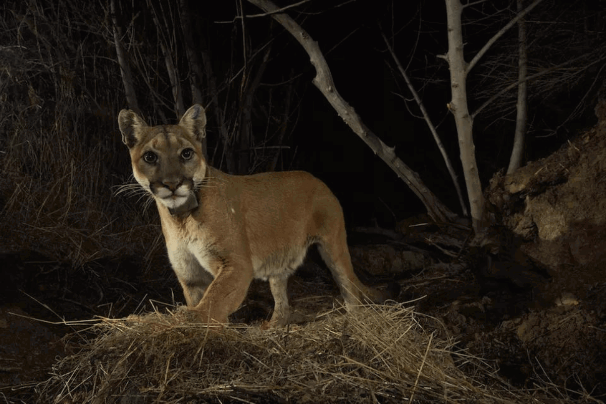 mountain lions