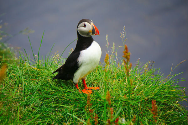 see a puffin