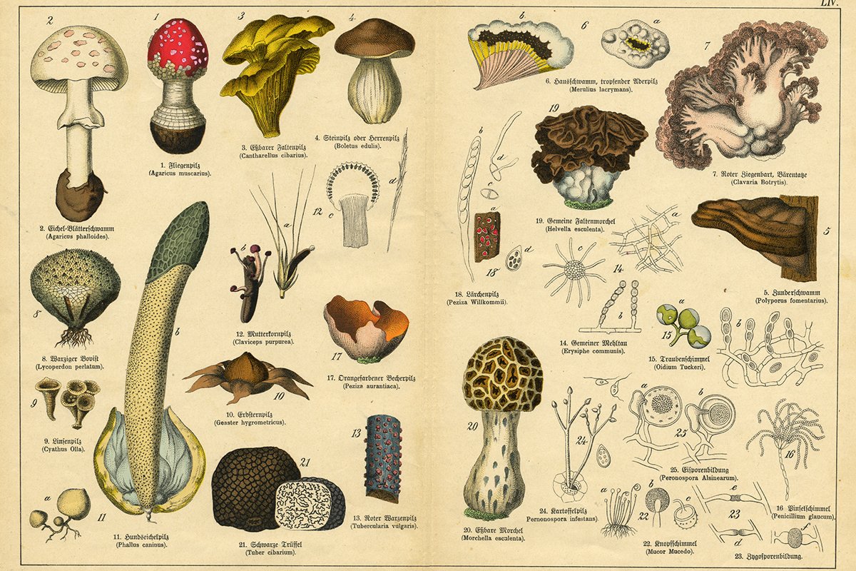 tips-for-preparing-foraged-mushrooms