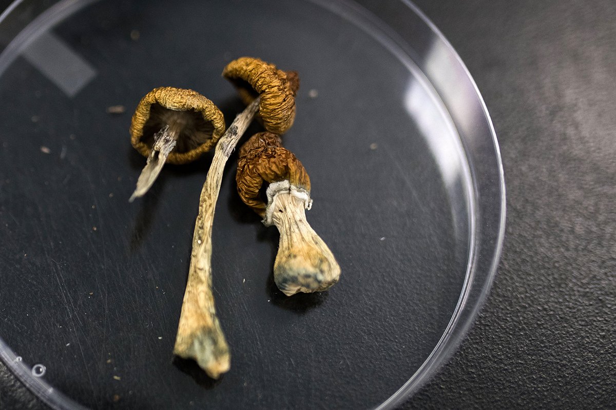 tips-for-preparing-foraged-mushrooms