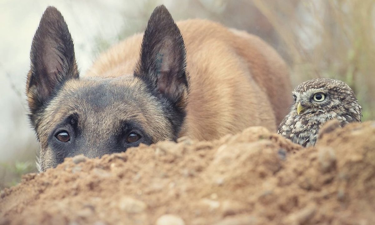 This Unlikely Friendship Between a Dog and an Owl Will Melt Your Heart