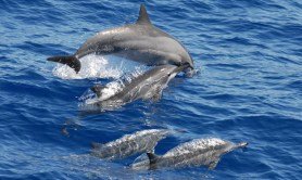 watch-megapod-of-spinner-dolphins