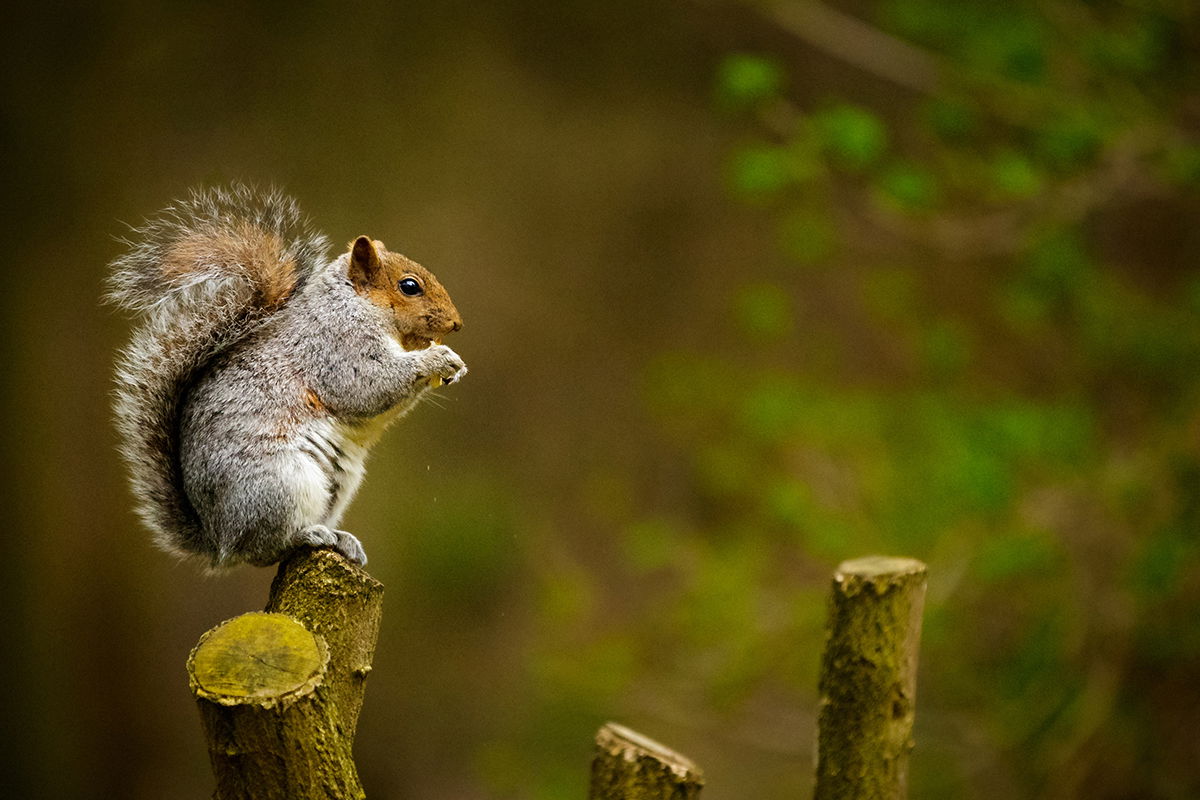 Best Selling Products watch-squirrel-outruns-a-bobcat1 WATCH: Outrunning a Bobcat Doesn’t Appear Simple, However This Squirrel Pulls It Off Blog  