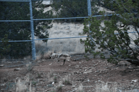 mexican wolves in new mexico