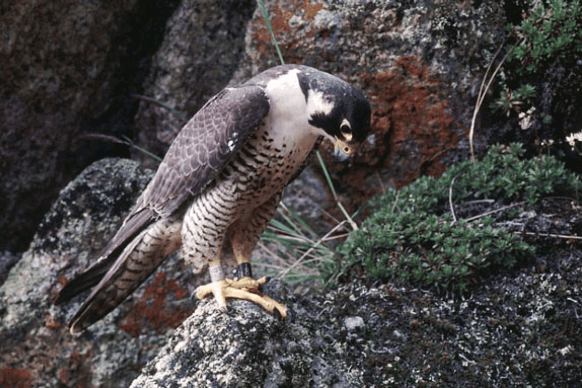 Best Selling Products worlds-fastest-bird-cover WATCH: World’s Quickest Hen Dive-Bombs After It Drops Its Lunch Blog  