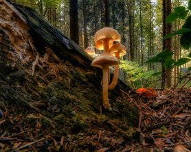 Legally hunting mushrooms