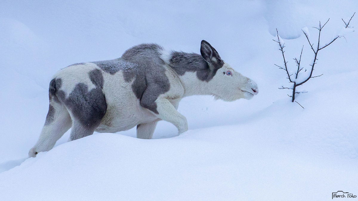 Best Selling Products Piebald-Moose-1 SPOTTED: Uncommon Piebald Moose Exploring a Norwegian Valley Blog  