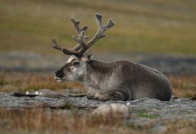 reindeer in summer