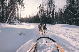 Sled-dog-lovers-guide-to-the-world