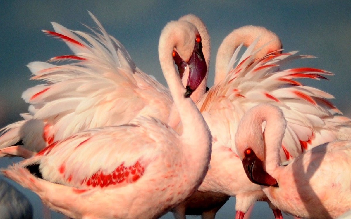 lesser flamingoes in Tanzania