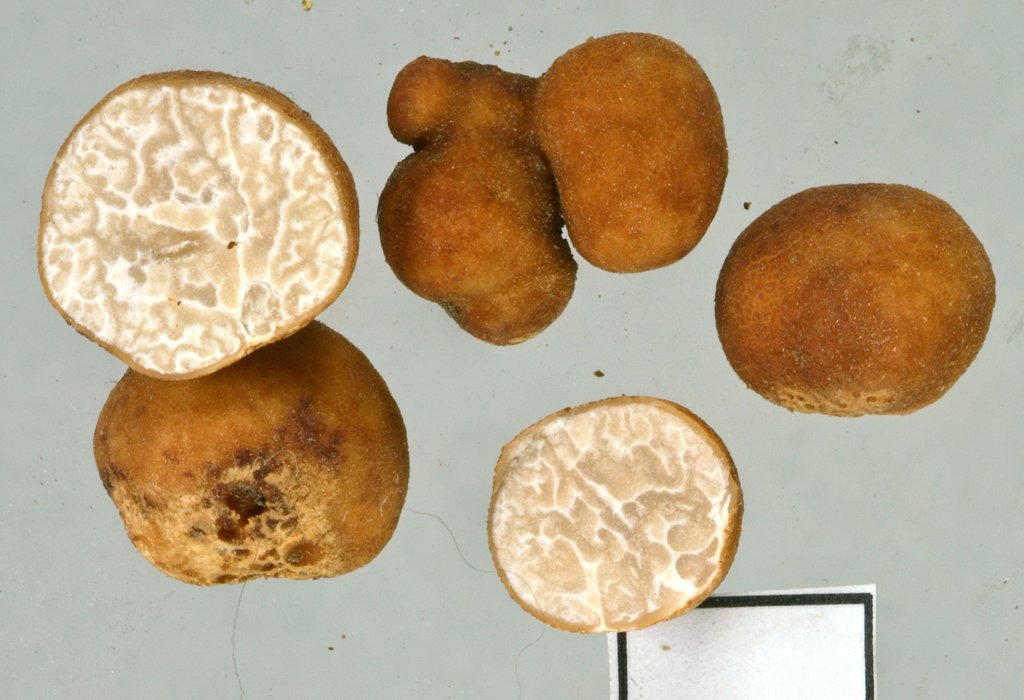 Tuber rufum mushroom