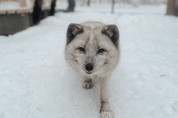 arctic fox videos