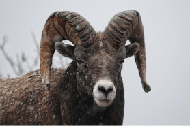 bighorn sheep battle video