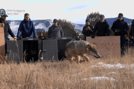 colorado wolf population