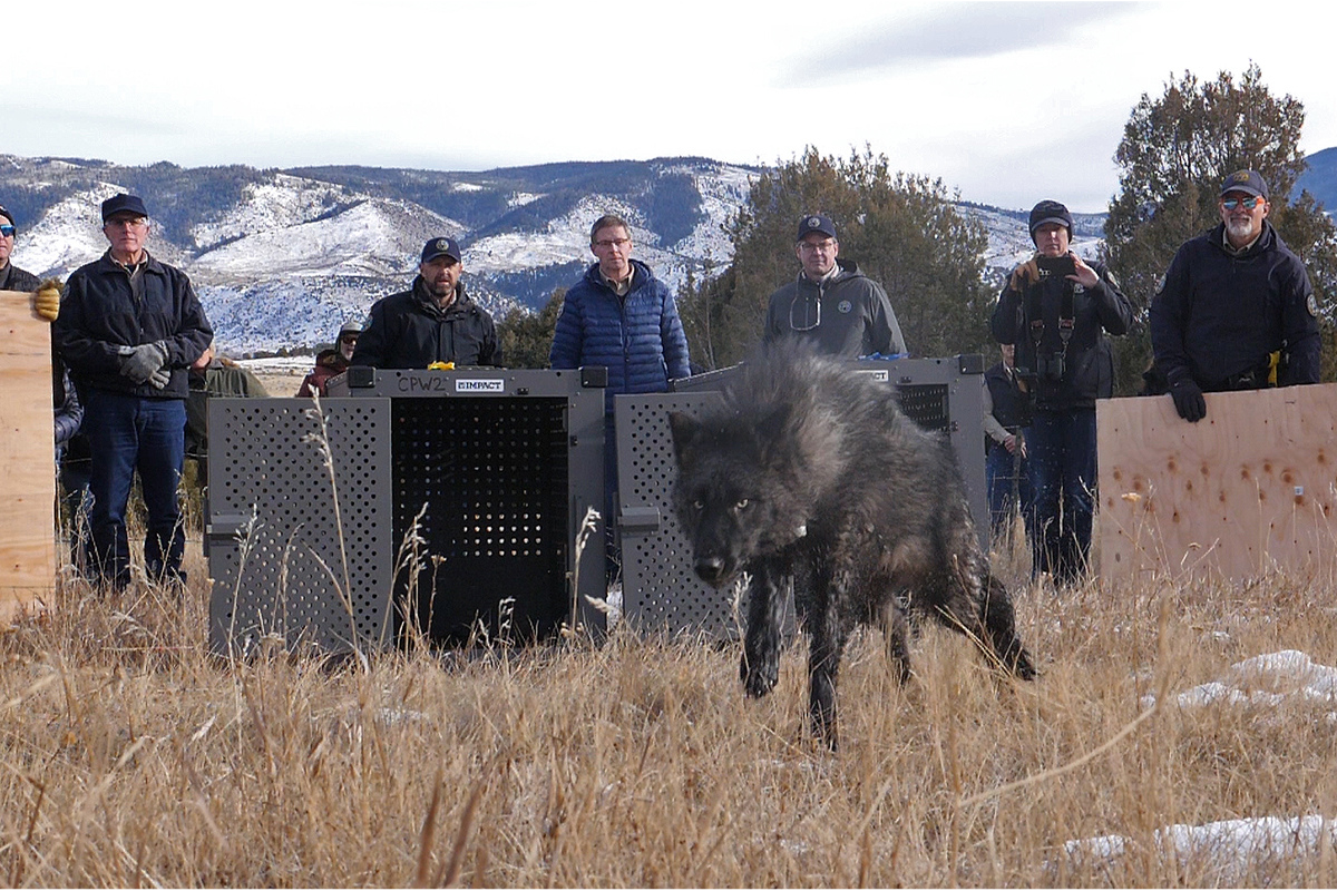 Best Selling Products colorado-wolves-cover ‘A Great Accomplishment’: Colorado Releases 5 Grey Wolves Amid Controversy Blog  