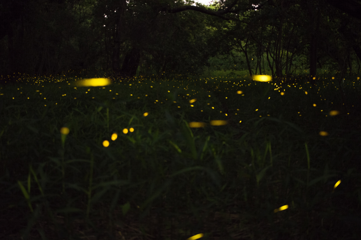firefly in congaree