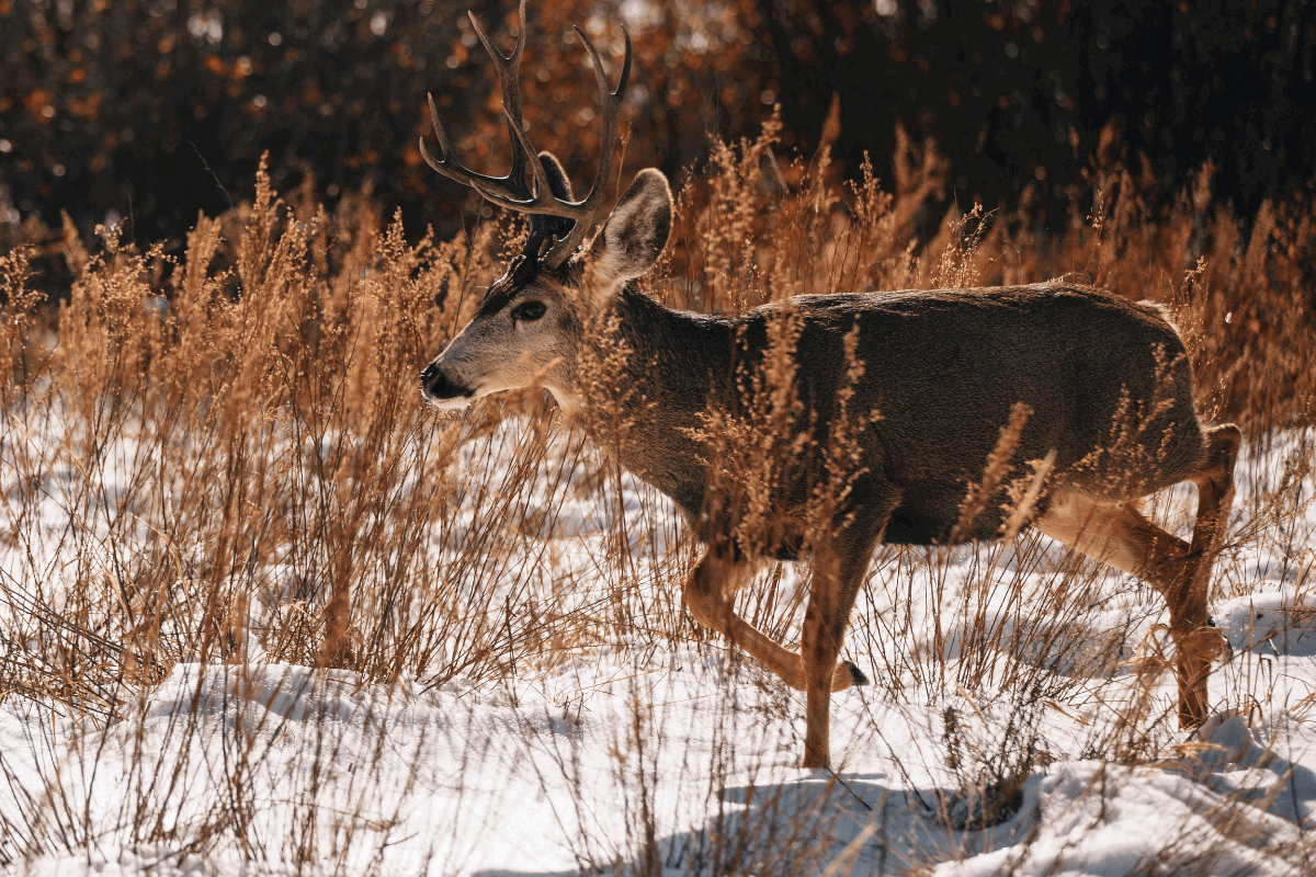 Best Selling Products deer-attack-2-cover Wildlife Officers Seek for a Mule Deer That Attacked a Colorado Lady Blog  