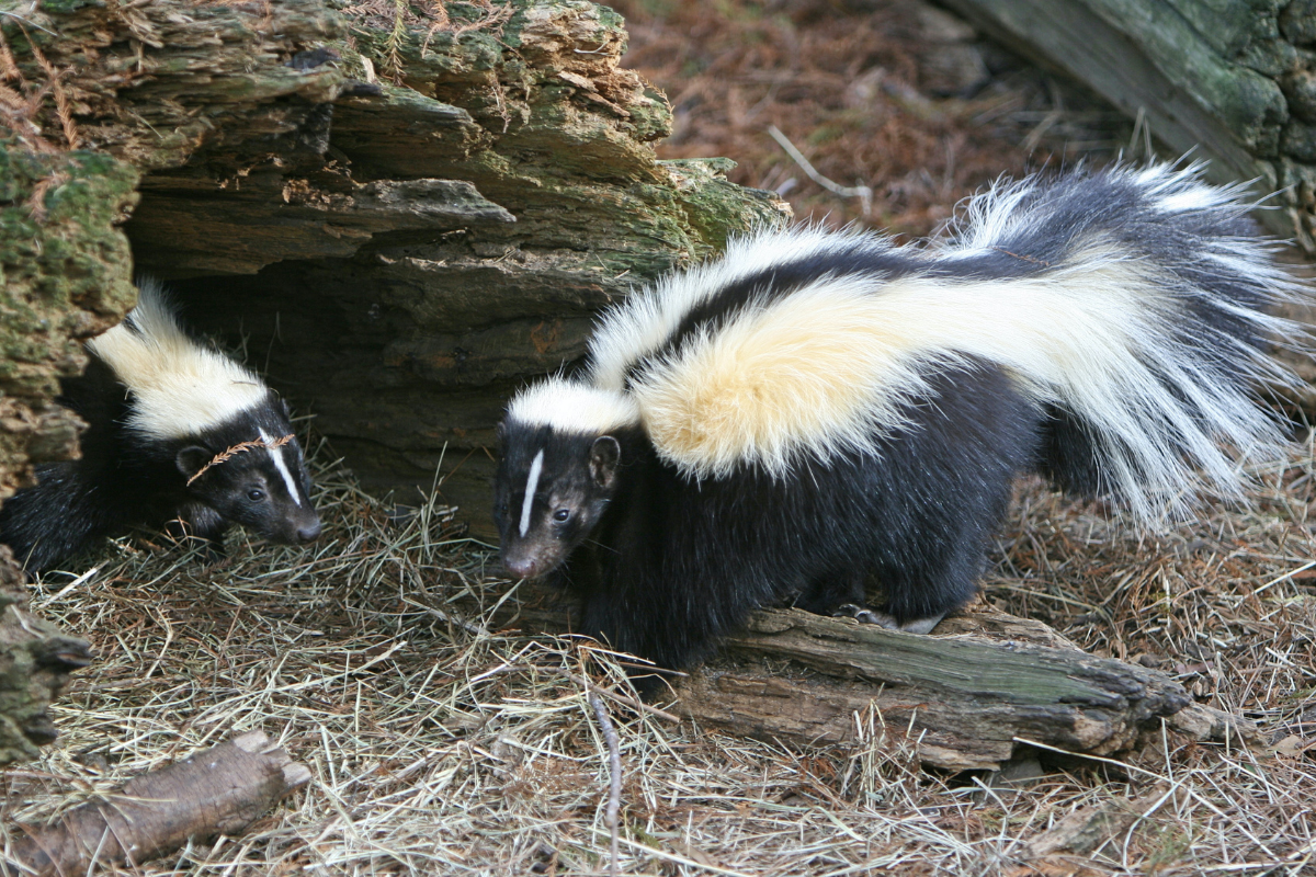 getting rid of skunk smell