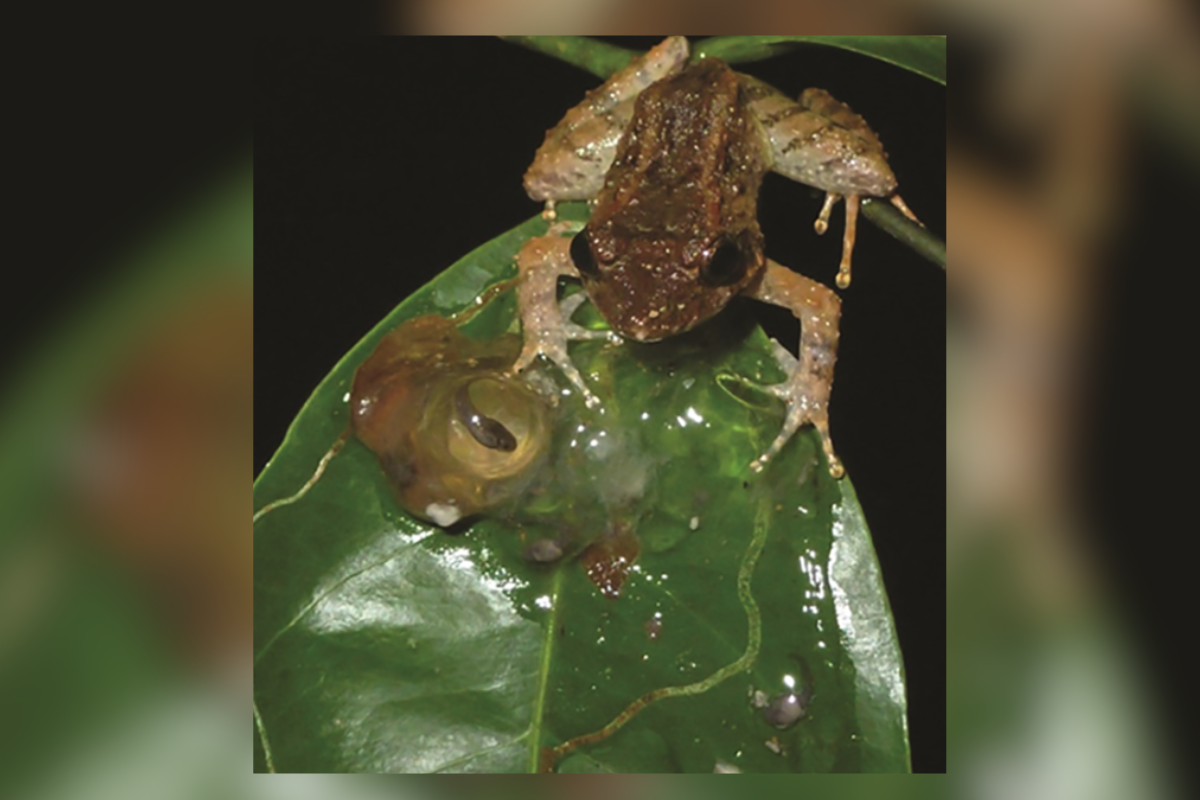 New Species Alert: This Tiny Frog Has Fangs - Outdoors with Bear Grylls