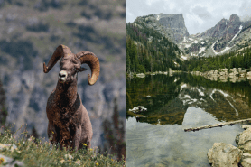 Glacier National Park vs. Rocky Mountain