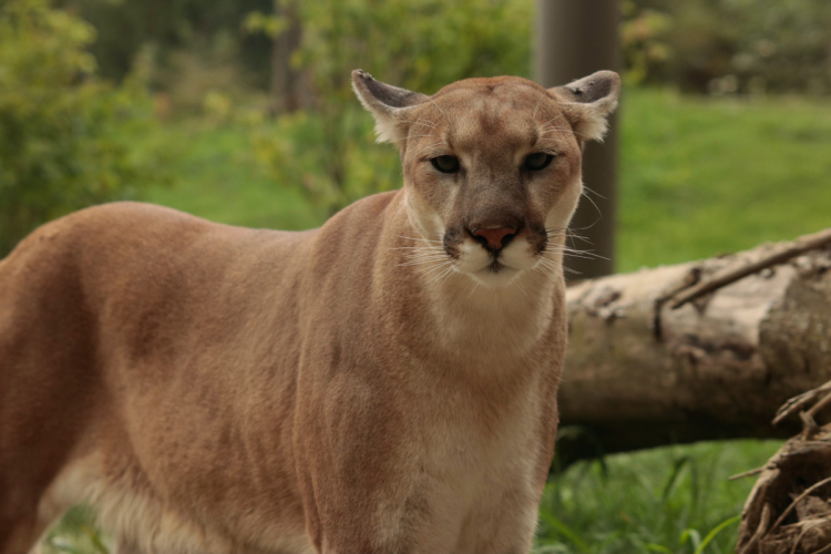 Family Picnic Gone Wrong: Mountain Lion Mauls Young Boy