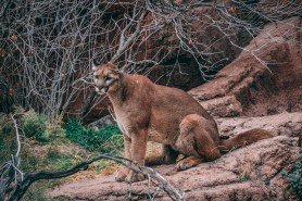 mountain-lion-myths