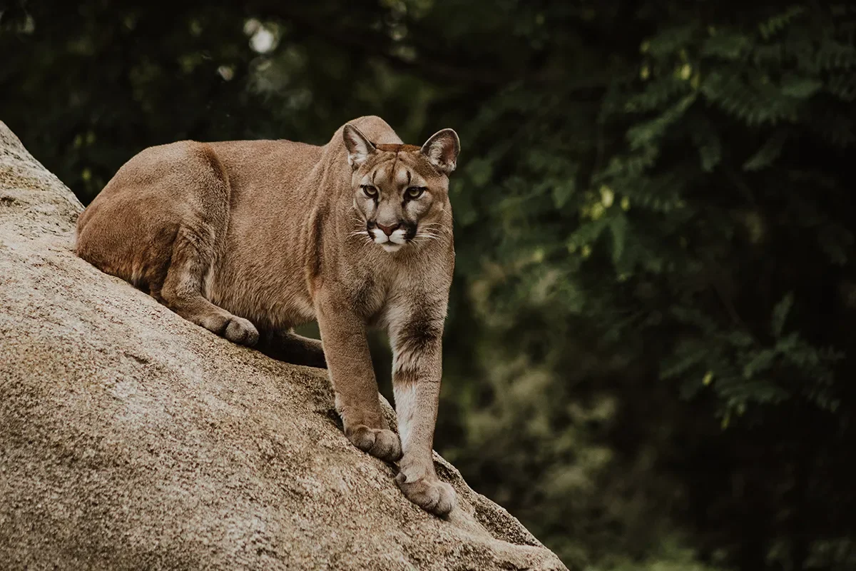 Everything you know about mountain lions is a lie