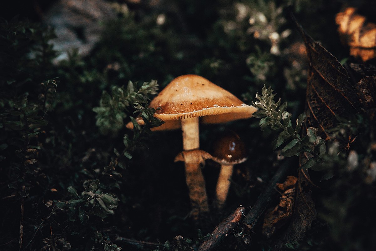 mushroom-foraging-jobs
