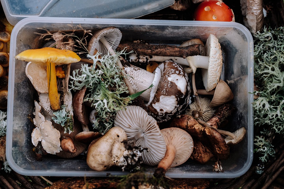 mushroom-foraging-jobs