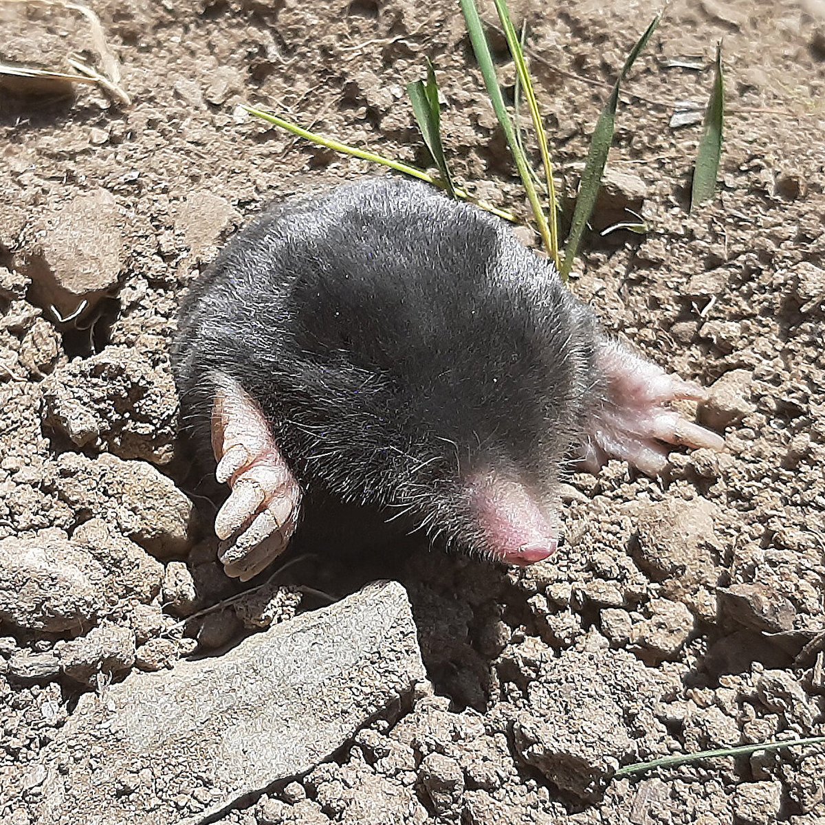 new mole species
