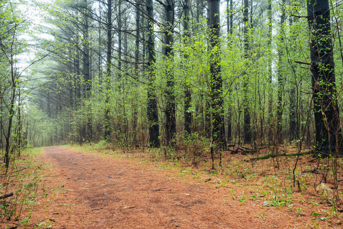 Best Selling Products new-national-scenic-trails-1 From New England to the Midwest: Three New Nationwide Scenic Trails Be part of the Nationwide Park Service Blog  