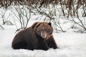 travel-to-homer-alaska-to-see-grizzly-bears