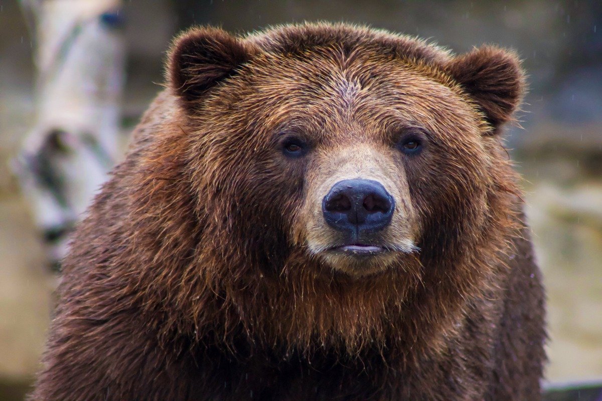 Bear-Grylls-National-Parks-image 2
