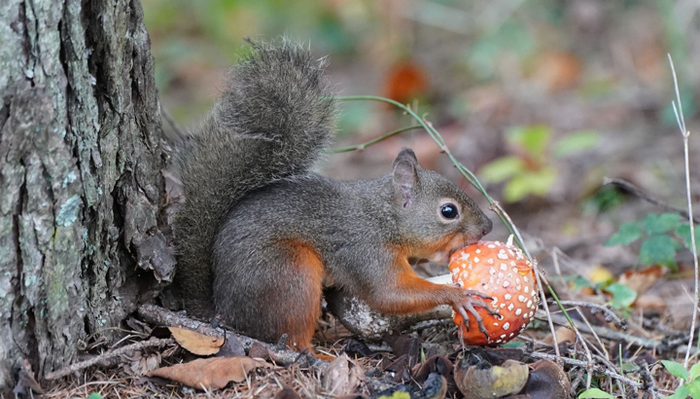 squirrel eating fungi