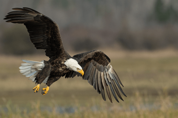 bald eagles in Alaska
