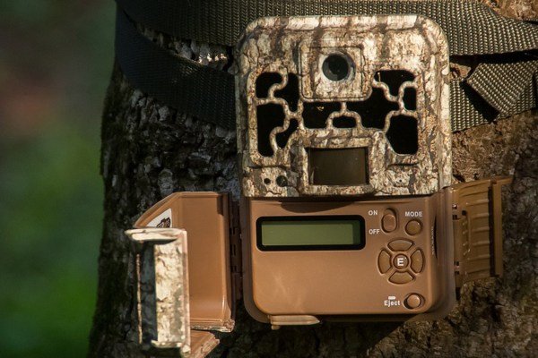 best-trail-cameras-to-watch-wildlife