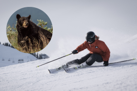 black bear at a ski resort