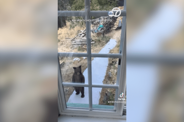black bear video