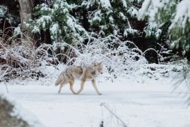 wolf winter snow